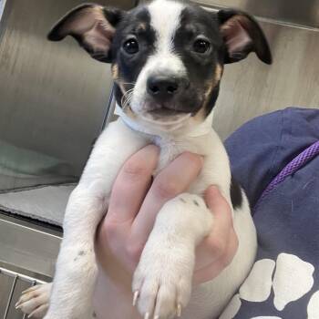 Chihuahua Dogs Available for Adoption - Carrollton  | PetCurious