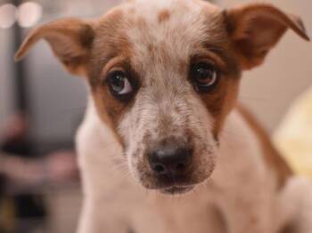 Bridget -  Australian Cattle Dog Blue Heeler Dog for Adoption in Portland, Oregon - Bridget | PetCurious