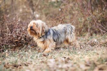 Yorkshire Terrier Dogs Available for Adoption - Tilly - Transport | PetCurious