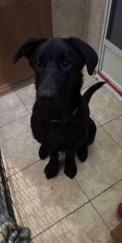 Chloe -  Shepherd and Labrador Retriever Dog for Adoption in Brainerd, Minnesota - Chloe | PetCurious