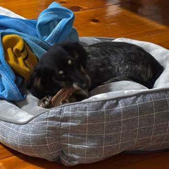 Juno -  Miniature Dachshund Dog for Adoption in Dayton, Ohio - Juno | PetCurious