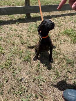 Terrier Dogs Available for Adoption in Wauchula, Florida - Lisa | PetCurious