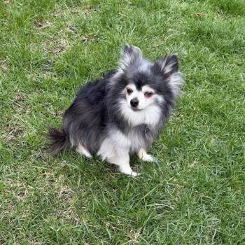 Paco - Home to Home -  Papillon and Chihuahua Dog for Adoption in South Elgin, Illinois - Paco - Home To Home | PetCurious