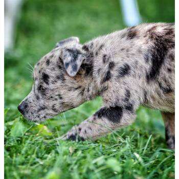 Robyn -  Australian Cattle Dog Blue Heeler and Chihuahua Dog for Adoption in Ogontz Campus, Pennsylvania - Robyn | PetCurious
