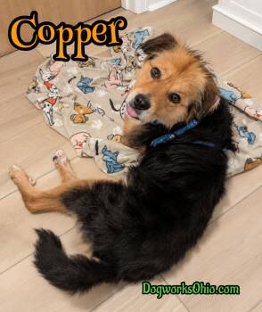 Copper -  Australian Shepherd Dog for Adoption in Toledo, Ohio - Copper | PetCurious