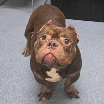 Cookie -  Bulldog Dog for Adoption in Suffolk, Virginia - Cookie | PetCurious