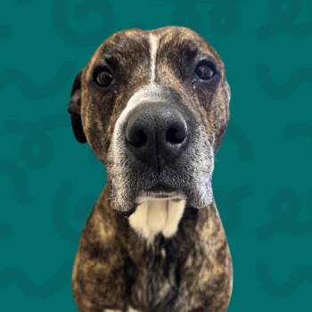 Petr -  Mastiff and Mixed Breed Dog for Adoption in Reno, Nevada - Petr | PetCurious