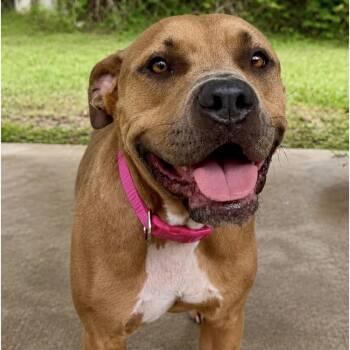 Lissa -  Pit Bull Terrier Dog for Adoption in Gainesville, Virginia - Lissa | PetCurious