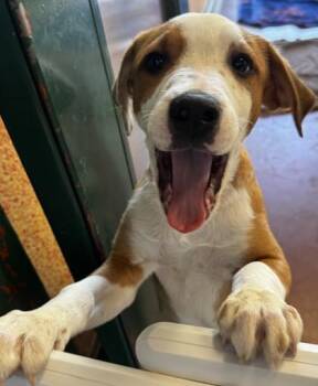 Mixed Breed Dogs Available for Adoption in Stanwood, Washington - Skywalker | PetCurious