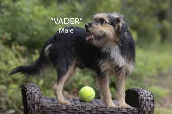 Vader -  Terrier Dog for Adoption in Pawleys Island, South Carolina - Vader | PetCurious