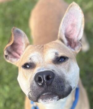 Theo -  Mixed Breed Dog for Adoption in Jackson, Michigan - Theo | PetCurious