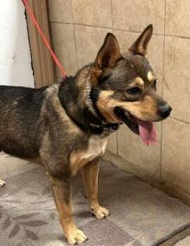 Rocky -  Mixed Breed Dog for Adoption in Denison, Iowa - Rocky | PetCurious