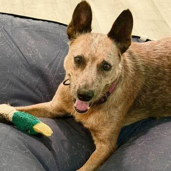Gidget -  Australian Cattle Dog Blue Heeler and Cattle Dog Dog for Adoption in Magnolia, Texas - Gidget | PetCurious