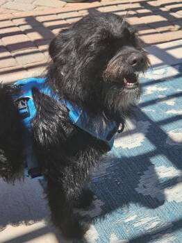 Inky -  Terrier and Basset Hound Dog for Adoption in Fort Lupton, Colorado - Inky | PetCurious