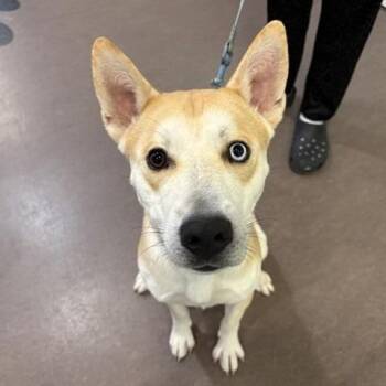 Gravy -  Siberian Husky and Mixed Breed Dog for Adoption in Brentwood, Missouri - Gravy | PetCurious