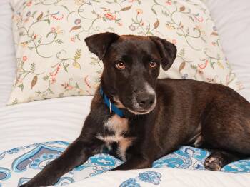 Parker -  Black Labrador Retriever Dog for Adoption in Medfield, Massachusetts - Parker | PetCurious