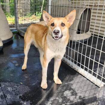 Rescue Mixed Breed Dogs for Adoption in Evensville, Tennessee - Tripp | PetCurious