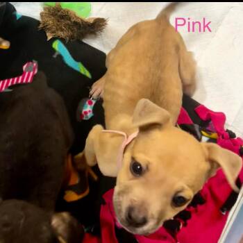 Pink -  Miniature Pinscher and English Bulldog Dog for Adoption in Valdosta, Georgia - Pink | PetCurious