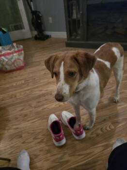 Rescue Brittany Spaniel Dogs for Adoption in Baldwinsville, New York - PA/Molly | PetCurious