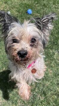 Papillon and Skye Terrier Dogs Available for Adoption in Plano, Texas - Chloe A216227 | PetCurious