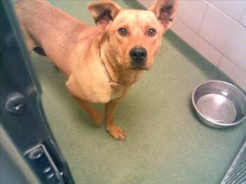 Rescue Mixed Breed Dogs for Adoption in Santa Fe, New Mexico - COCOJITO | PetCurious