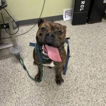 Levi -  American Bulldog and Boxer Dog for Adoption in Cedar Rapids, Iowa - Levi | PetCurious