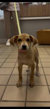 Sweet Pea -  Terrier Dog for Adoption in Wantagh, New York - Sweet Pea | PetCurious