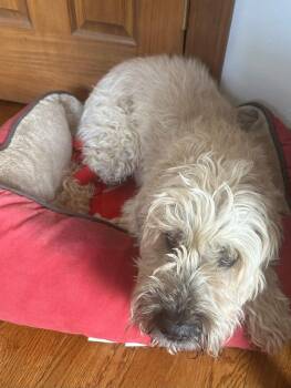 Wheaten Terrier Dogs Available for Adoption in Grove City, Ohio - Mickey | PetCurious