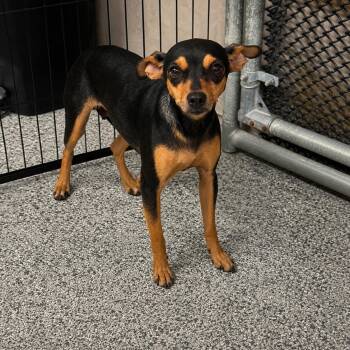 BELLA -  Chihuahua and Miniature Pinscher Dog for Adoption in Vaughan, Ontario - BELLA | PetCurious