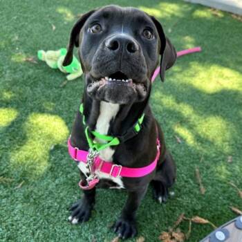 Kristen -  Mastiff and Boxer Dog for Adoption in Walnut Creek, California - Kristen | PetCurious