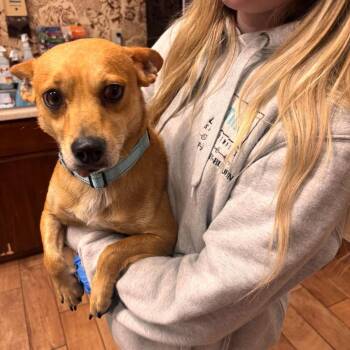 Nacho -  Mixed Breed Dog for Adoption in Buffalo, Minnesota - Nacho | PetCurious