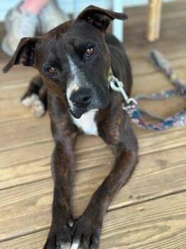 Coco -  Black Mouth Cur Dog for Adoption in Byrdstown, Tennessee - Coco | PetCurious