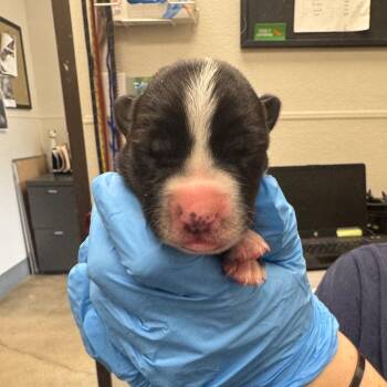 Pilgram -  Mixed Breed Dog for Adoption in Columbiana, Alabama - Pilgram | PetCurious