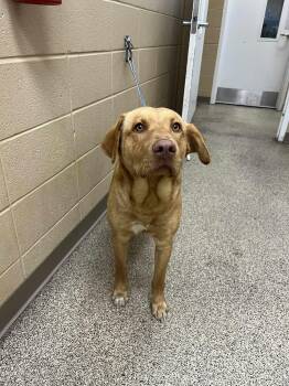 Rescue Yellow Labrador Retriever Dogs for Adoption in Fort Payne, Alabama - Davis | PetCurious
