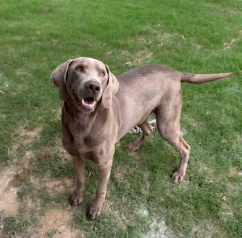 Picket -  Weimaraner and Labrador Retriever Dog Available for Adoption in Mingus, Texas - Picket | PetCurious