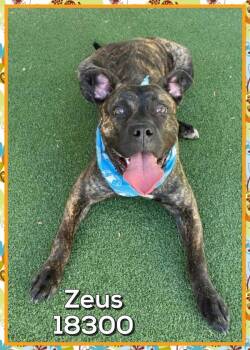 Zeus(49) -  Pit Bull Terrier Dog for Adoption in Marietta, Georgia - Zeus(49) | PetCurious