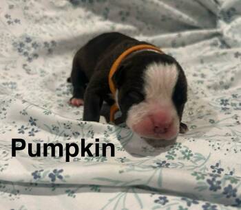 Pit Bull Terrier Dogs Available for Adoption in St. Clair Shores, Michigan - Pumpkin | PetCurious