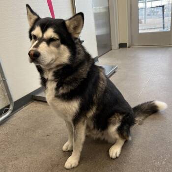 Skye -  Mixed Breed Dog for Adoption in Las Cruces, New Mexico - Skye | PetCurious