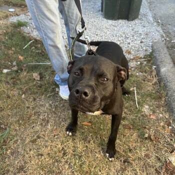 Rescue Mixed Breed Dogs for Adoption in Chattanooga, Tennessee - Jewels | PetCurious