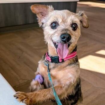 Yorkshire Terrier Dogs Available for Adoption - Tidbit | PetCurious