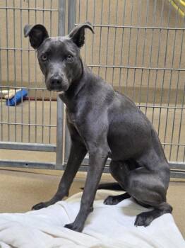 Pit Bull Terrier Dogs Available for Adoption in Sacramento, California - NOVA | PetCurious