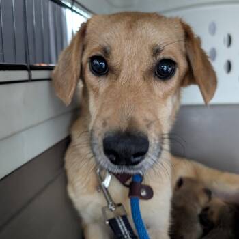 Mixed Breed Dogs Available for Adoption in Dekalb, Illinois - Latte | PetCurious