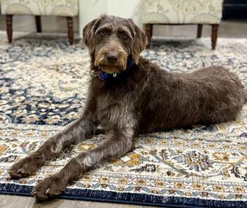 Poodle and Weimaraner Dogs Available for Adoption in Sandy Springs, Georgia - Lottie | PetCurious