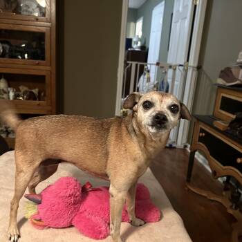 Rescue Chihuahua Dogs for Adoption in Brentwood, Tennessee - Baby | PetCurious