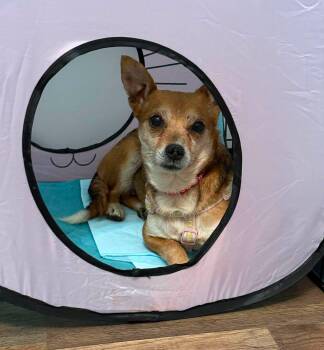Grapefruit -  Chihuahua Dog for Adoption in Yorktown, Virginia - Grapefruit | PetCurious