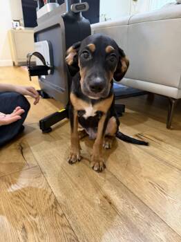 Toby -  Beagle Dog for Adoption in Fullerton, California - Toby | PetCurious