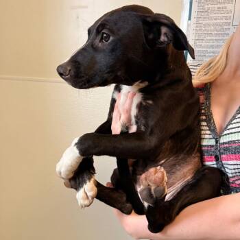 Pegasus (26-3W-4) -  Pit Bull Terrier and Mixed Breed Dog for Adoption in Rifle, Colorado - Pegasus (26-3W-4) | PetCurious