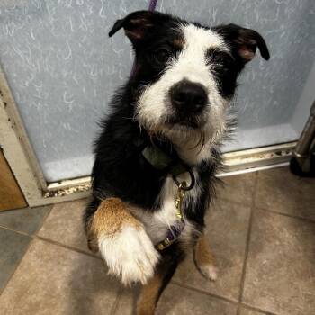 Bear (ON) -  Mixed Breed Dog for Adoption in Chattanooga, Tennessee - Bear (ON) | PetCurious