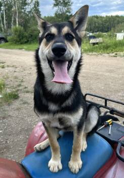 JASMINE -  Mixed Breed Dog for Adoption in High Level, Alberta - JASMINE | PetCurious