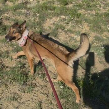 Anne -  German Shepherd Dog Dog for Adoption in Williston, Vermont - Anne | PetCurious